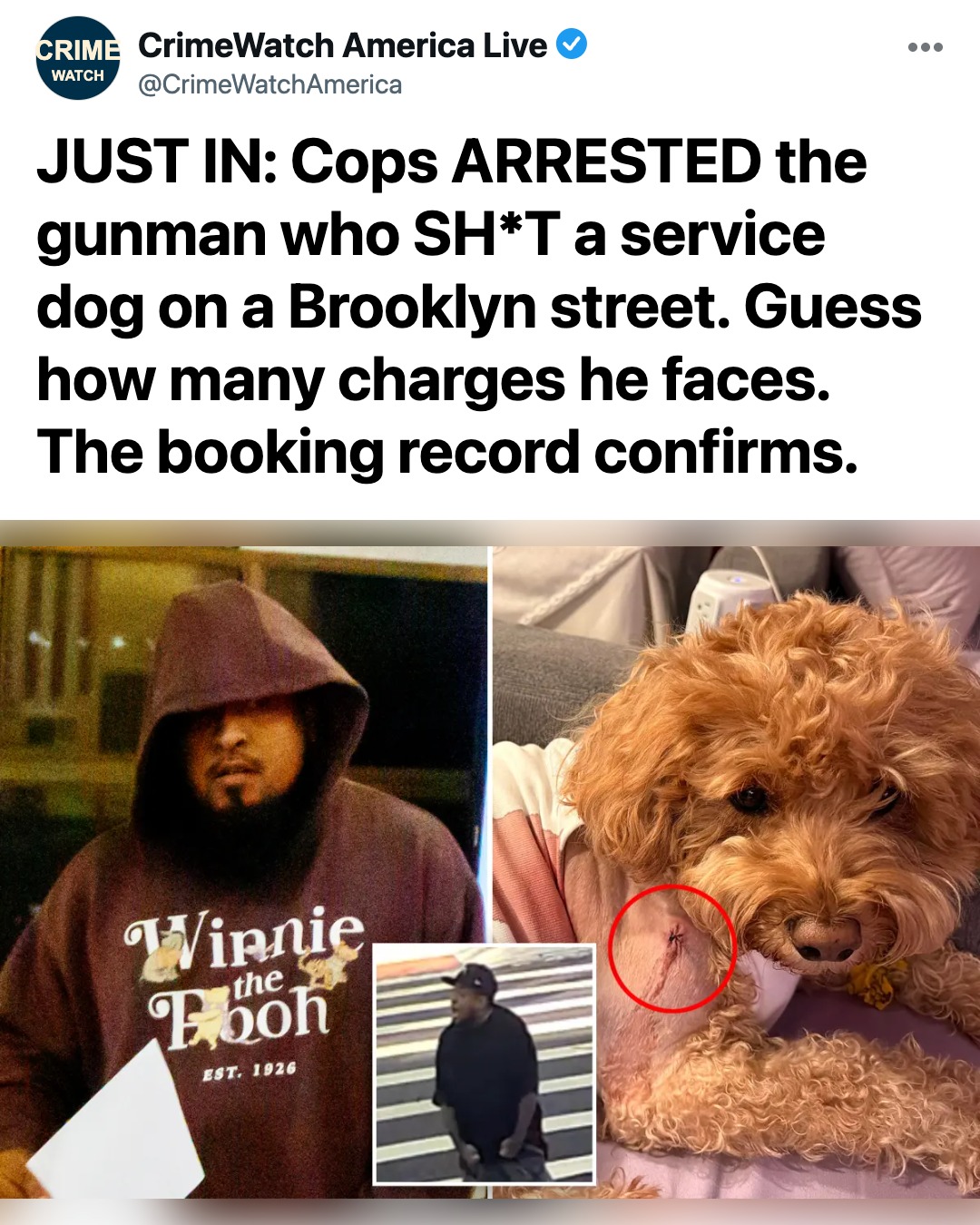Brooklyn Street Shooter Busted After Stray Bullet Wounds Beloved Service Dog In Sickening Sidewalk Attack