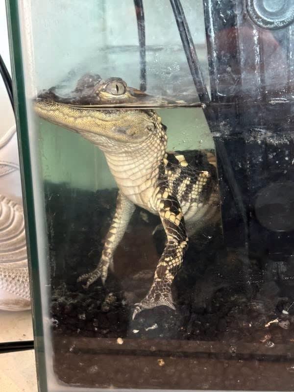 Downtown Los Angeles fentanyl suspects caught with 94 pounds of drugs kept a live alligator in their luxury apartment
