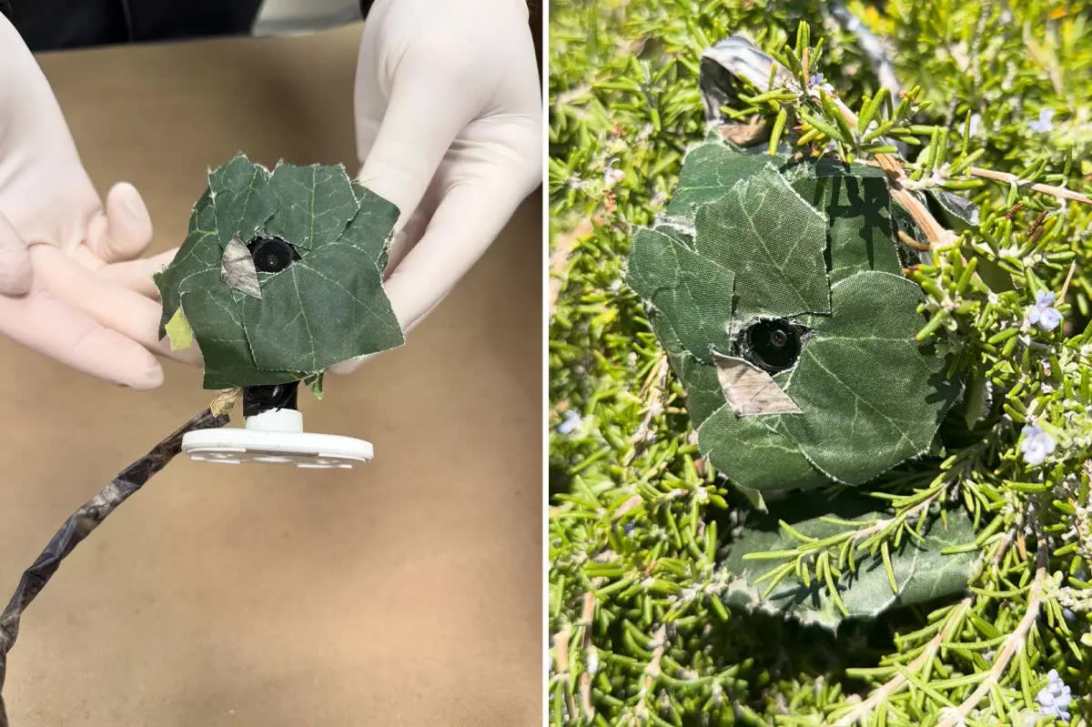 Whittier detectives find fake-leaf camera outside burgled home: ‘Burglars may use concealed cameras or other surveillance methods’